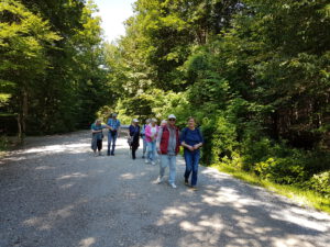 Gruppe wandert durch den sonnendurchfluteten Wald