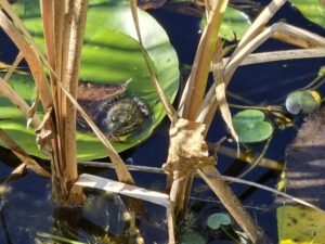 Der Frosch auf einem Seerosenblatt